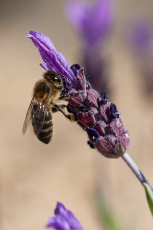 Bichitos, Apis mellifera, Lavandula stoechas. Abeja y cantueso, lavanda, abeja doméstica y flor morada. Bee on a purple flower. Spanish lavender, topped lavender, French lavender