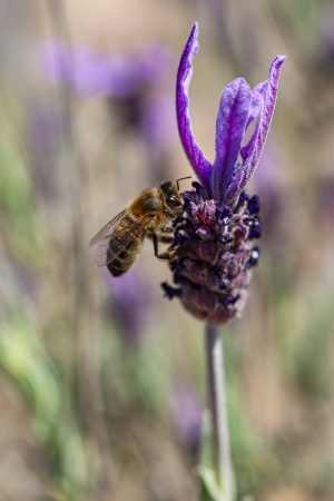 Bichitos, Apis mellifera, Lavandula stoechas. Abeja y cantueso, lavanda, abeja doméstica y flor morada. Bee on a purple flower. Spanish lavender, topped lavender, French lavender