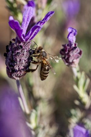 Bichitos, Apis mellifera, Lavandula stoechas. Abeja y cantueso, lavanda, abeja doméstica y flor morada. Bee on a purple flower. Spanish lavender, topped lavender, French lavender