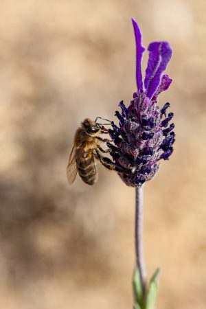 Abeja liba cantueso. Bee on a purple flower. Apis melliferea, lavandula stoechas