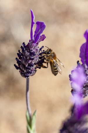 Abeja liba cantueso. Bee on a purple flower. Apis mellifera, lavandula stoechas. Abeja y lavanda. Spanish lavender