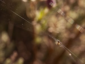 Pequeña araña en su tela. Fondo desenfocado. Little spider in its web. Bokeh.