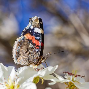 Vanessa atalanta, numerada, mariposa migratoria. Butterfly red admiral.
