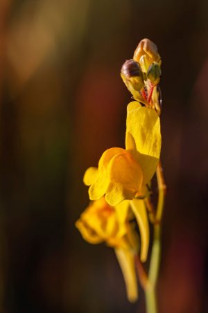 Flores amarillas silvestres a contraluz, Boleo montesino, Linaria spartea, contraste