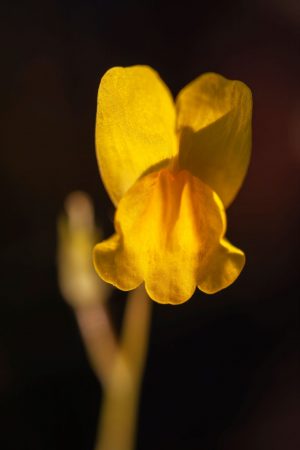 Flor amarilla silvestre con fondo negro, Boleo montesino, Linaria spartea, Yellow wild flower
