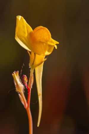 Flor amarilla silvestre a contraluz, Boleo montesino, Linaria spartea, contraste