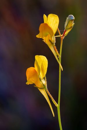 Flores amarillas silvestres a contraluz, Boleo montesino, Linaria spartea