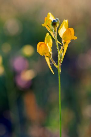 Flores amarillas silvestres a contraluz, Boleo montesino, Linaria spartea, bokeh