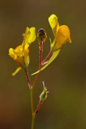 Flores amarillas a contraluz, fores silvestres, Boleo montesino, Linaria spartea