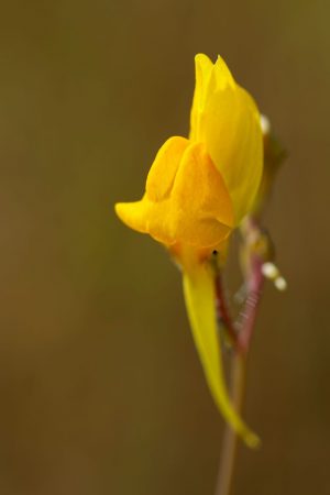 Flor amarilla, Boleo montesino, Linaria spartea. Yellow wild flower