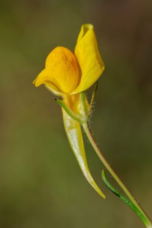 Flor amarilla, Boleo montesino, Linaria spartea, Yellow wild flower