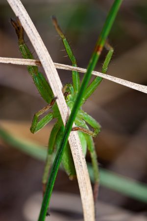 Micrommata ligurina, araña verde. Green spider.