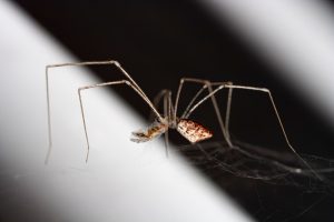 Holocnemus hispanicus. Araña de patas largas, comida. Negro y blanco. Long-legged spider.