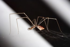 Holocnemus hispanicus. Araña de patas largas, comida. Negro y blanco. Long-legged spider.