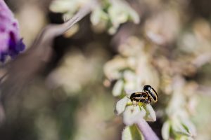 Cryptocephalus bilineatus. Cópula de escarabajos, cantueso. Coleóptero. Little beetle copulation.