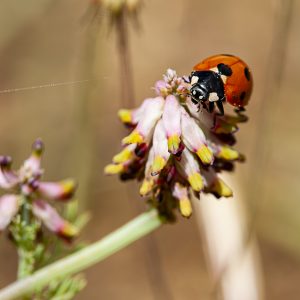 Fotografía de mariquita sobre flor Fumaria Spicata, Eliminar el término: coccinella septempunctata Coccinella septempunctata, primavera. Ladybird on a wild flower.
