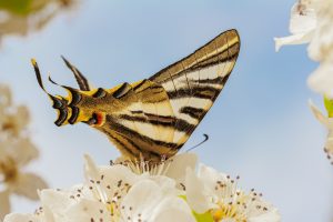 Mariposa podalirio rodeada de flores blancas. Iphiclides feisthamelii