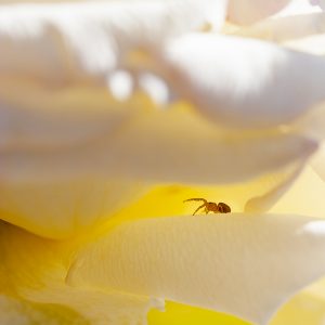 Pequeña araña al acecho dentro de una rosa blanca. Contraluz. Spider in a white rose.