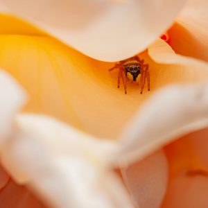 Pequeña araña entre los pétalos de una rosa. Little spider in a rose.