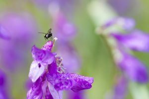 Arveja silvestre, flor morada. Díptero, mosca. Fly on purple flower.