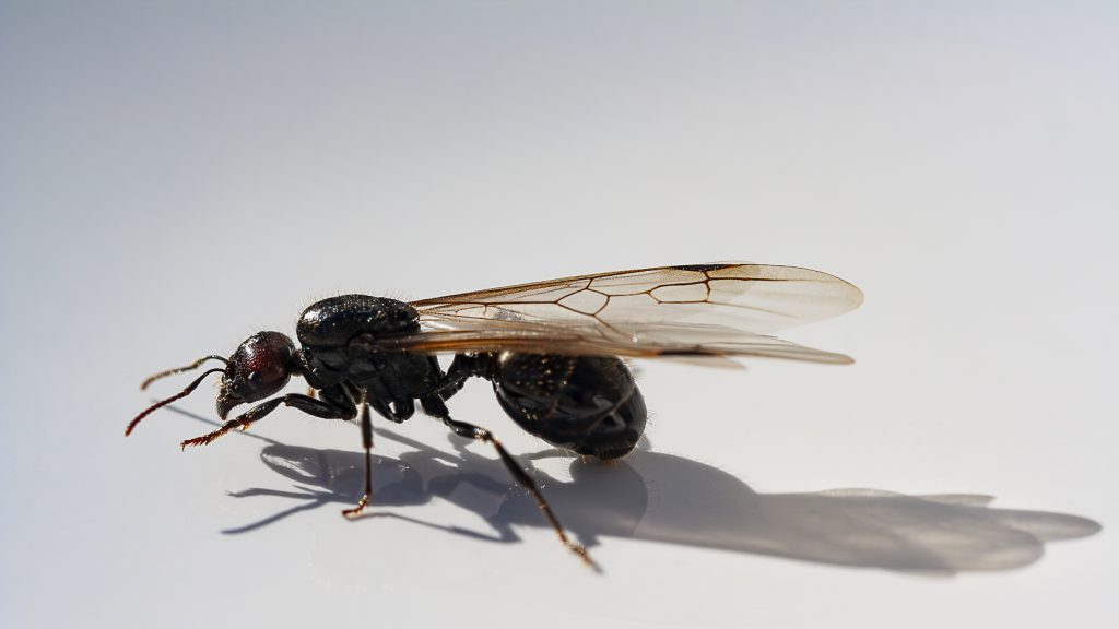 Hormiga voladora, sombra, fondo blanco. Queen ant, wings, shadow.