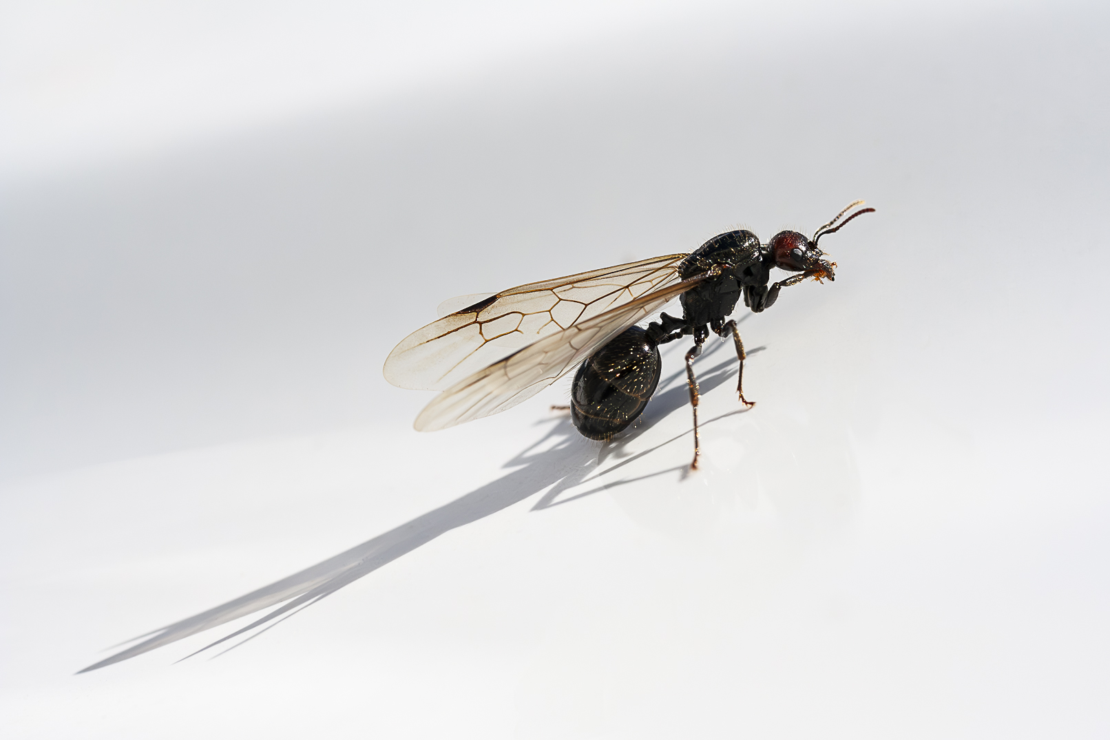 Queen ant with long shadow, hormiga reina con alas sobre fondo blanco