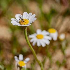 Chamaemelum nobile, Empis, Empididae, Anthemis nobilis. Mosca sorbe tragos de manzanilla, Flores, margaritas. Fly on chamomile flower