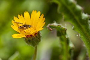 Bolbílido, Mosca abejorro, Parageron, Abeja sobre una flor amarilla de diente de león y planta verde con espinas. Bombyliidae. Bee fly, bomber fly on a yellow flower.