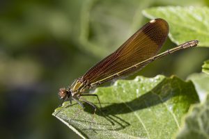 Calopteryx haemorrhoidalis hembra, Caballito del diablo de alas negras, posada en una hoja, Dragonfly on a green leaf, Damselfly, Copper demoiselle, Mediterranean demoiselle