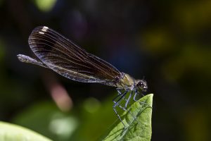 Calopteryx haemorrhoidalis hembra, Caballito del diablo de alas negras, Dragonfly on a green leaf, Damselfly, Copper demoiselle, Mediterranean demoiselle