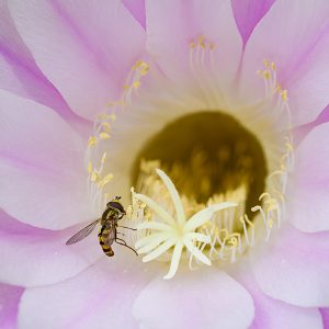 Sirphydae, Syrphid, flower fly, hover fly, mosca de las flores. Sírfido en una flor de cactus. Echinopsis, Cactaceae