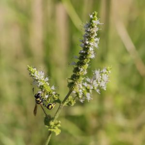 Eumenes mediterraneus visita flores de Mentha suaveolens , Avispa alfarera y menta burrera. Potter wasp on apple mint flowers.