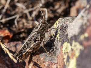 Calliptamus italicus, saltamontes común, langosta italiana sobre una roca cubierta con líquenes. Camuflaje.