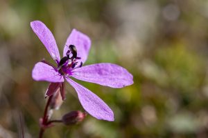 Cópula de escarabajos mordélidos sobre una flor rosa. Beetle copulation on a pink flower. Erodium cicutarium