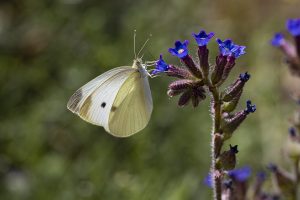 Blanquita de la col en una flor de chupamiel, Pieris rapae y Anchusa undulata, Small white butterfly, Cabbage white butterfly, Mariposa de la naba
