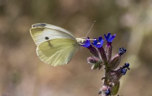 Blanquita de la col en una flor de chupamiel, Pieris rapae y Anchusa undulata, Small white butterfly, Cabbage white butterfly, Mariposa de la naba