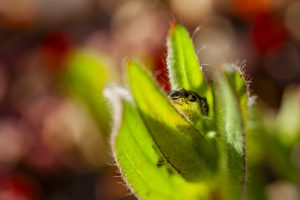 Macroplax fasciata, Chinche, Bichitos, Cópula de chinches, reproducción, True bug,