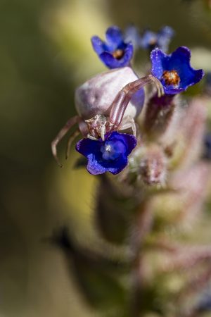 Anchusa undulata, Thomisus onustus, Araña cangrejo rosa acecha sobre flor de chupamiel ondulado. Pink crab spider female