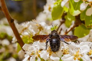 Abeja, abeja azul de la madera, abejorro carpintero europeo, Xylocopa violacea, macho, Violet carpenter bee, male, on white flowers