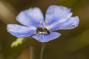 Abeja se alimenta de polen de una flor de lino azul. Linum narbonense, Anthophila, Bee eats blue flax pollen.