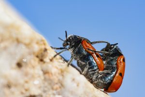 Escarabajo de seis puntos, Lachnaia tristigma, Cópula de escarabajo rojo y negro. Coleóptero endémico de la península ibérica. Black and red bug.