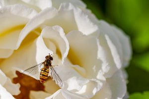 Episyrphus balteatus, mosca de las flores posada en una rosa blanca, sírfido, sirphidae, mosca cernidora. Syrphid on a white rose.