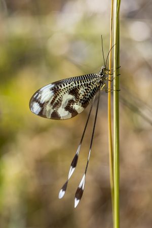 Nemoptera bipennis, Neuróptero, Alas de encaje, Hierba, Slow flying insect
