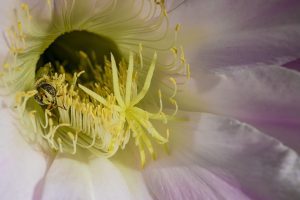 Sírfido en flor blanca de cactus con polen. Syrphid on a white cactus flower. Syrphidae
