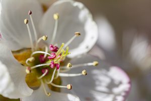 Flor de almendro, Prunus dulcis, Almond-tree flower. Macro de flor blanca.