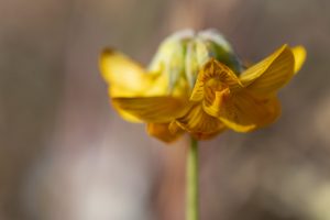 Hippocrepis fruticescens Sennen, Flor amarilla de herradura, herradura de monte.