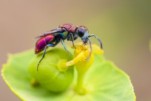 Chrysura purpureifrons, avispa joya, avispa cuco. Cuckoo wasp, emerald wasp