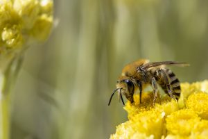 Helichrysum stoechas, Apididae, Abeja se alimenta en una flor de siempreviva amarilla, Bee on a yellow flower, Mediterranean strawflower, curry plant, common shrubby everlasting, everlasting flower, or eternal flower