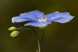 Flor de lino azul, Linum narbonense, Blue flax