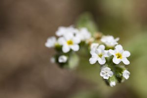 Heliotropium europaeum, Verrucaria, Flores blancas, Inforescencia, European turn-sole, Heliotrope white flowers